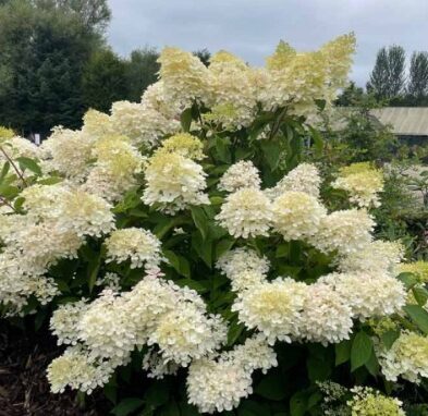 Hortenzija 'Phantom'